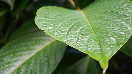 Green leaves