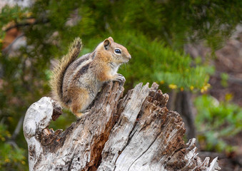 Eichhörnchen im Bryce Canyon National Park