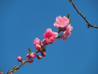 青空とピンクの花桃の花