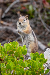 Eichhörnchen im Bryce Canyon National Park