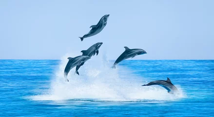 Poster Groep dolfijnen die op het water springen - Prachtig zeegezicht en blauwe lucht © muratart