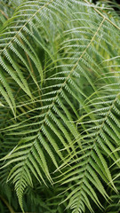 green leaves of palm tree