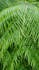 green leaves of palm tree