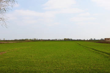Green grass field 