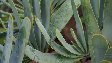 Obraz premium green leaves