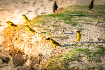 tropical birds on the beach during sunset