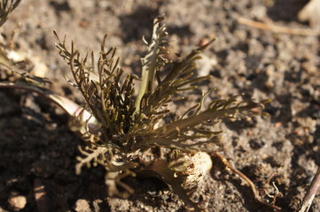 Meerrettich im Garten