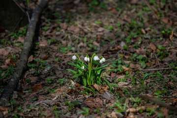 Snowdrops