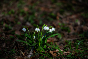 Snowdrops
