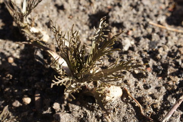 Meerrettich im Garten,nature, grass, plant, green, field, meadow, flower, macro, summer, texture, dry, brown, spring, tree, closeup, autumn, winter, moss, natural, flora, outdoor, sunset, 