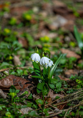 Snowdrops