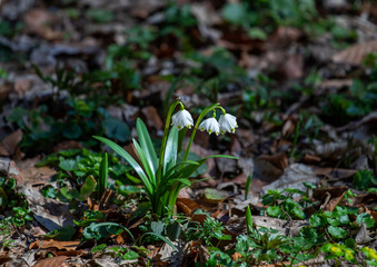 Snowdrops