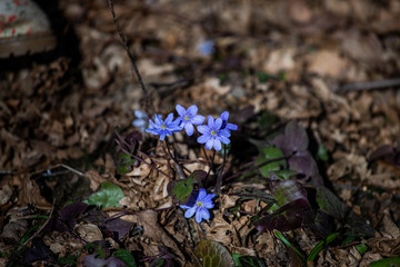 Spring blue flowers