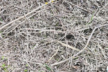 Pile of dry branches composition as a background texture