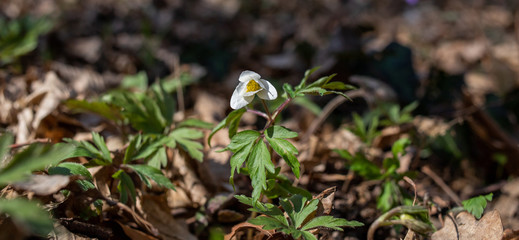 Anemone flowers