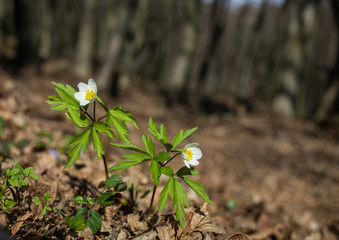 Anemone flowers