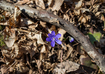 Spring blue flower