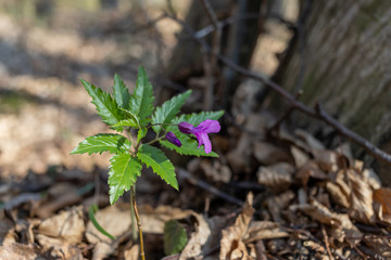 Forest flowers