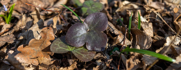 Young leaf in the forest