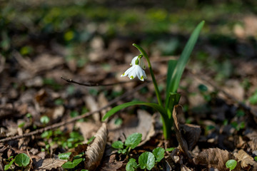Snowdrops 