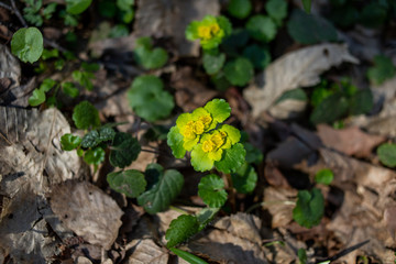 Yellow flowers 