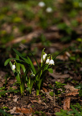 Snowdrops 