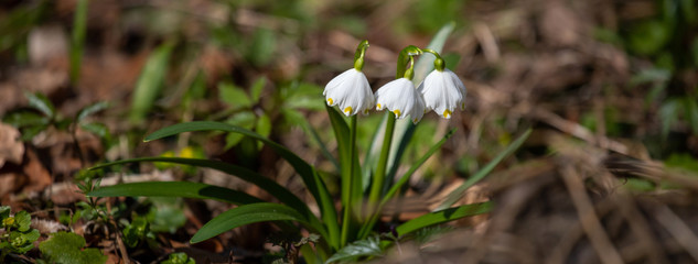 Snowdrops 