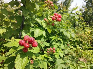 Obraz premium Unripe red blackberries on a green bush in a summer garden. Blackberry on a branches, gardening concept