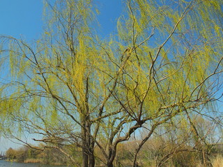 水元公園の芽吹きの枝垂れヤナギ
