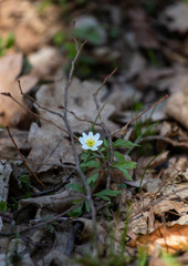 Anemone flowers