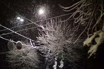 trees in snowfall in night in the town