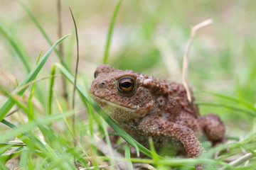 frog in the grass