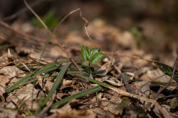 Young leaf in the forest