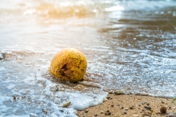 coconut fruit on the beach hit by a wave illuminated by sunlight
