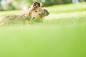 portrait of sweet adorable shetland dog puppy laying on the meadow - bokeh and defocused first...