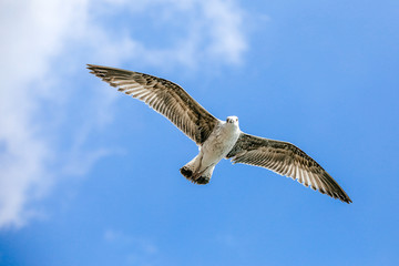 Flying lesser black backed sea gull bird with open wings during flight in front of blue sky with clouds