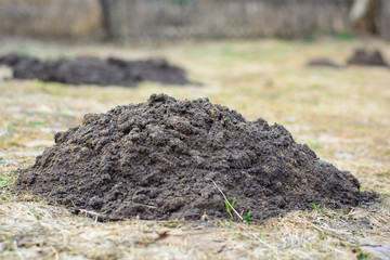 Earth mound of a mole on the garden, mound of a mole on the meadow
