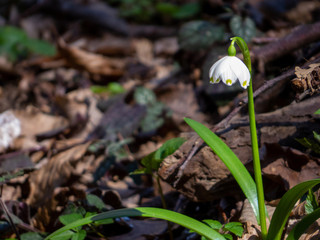 Snowdrop 