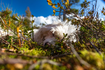 Fototapete bei efototapeten.de bestellen   