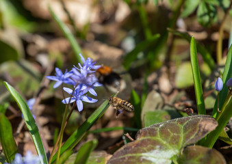 Bee on the flower
