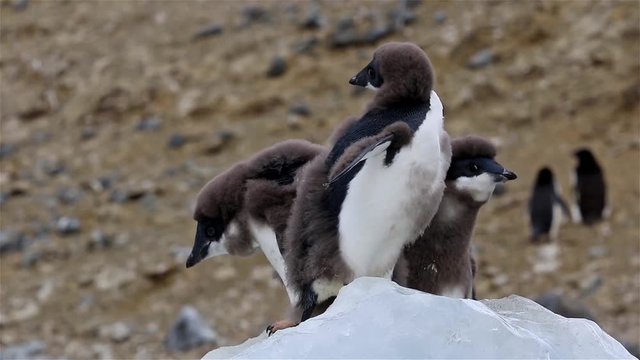 Adelie Penguin chicks on ice close up in Antarctica
