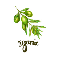 raster sketchy minimal illustration with olive branch augmented with positive inscription.