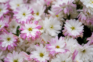Fototapeta na wymiar Bush of white pink flowers with yellow pistil