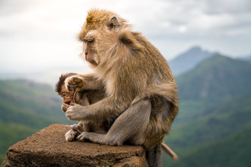 macaque mother monkey with her baby eating a cookie at black river gorge viewpoint against a beautiful panorama, mauritius