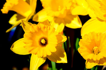 Daffodil