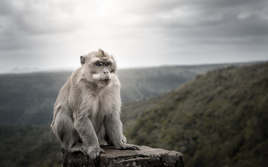 black & white portrait of a macaque male monkey with blue eyes at black river gorge viewpoint against a beautiful panorama, mauritius