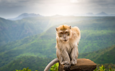male monkey at black river gorge viewpoint against a beautiful panorama, mauritius
