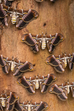 Eri Silkmoths (Samia Ricini), With Open Wings, On Wooden Surface