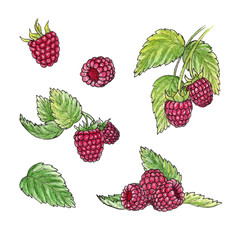 Hand drawn watercolor illustration set of raspberry elements on white background.