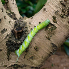 green worm on a tree